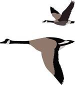 goose-clip-art-k7559769