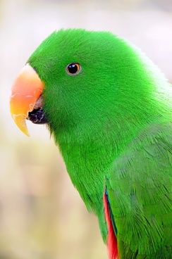 parrot_birds_parakeet_240768